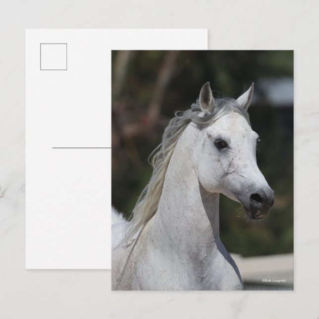 Cartão Postal Bob Langrish | Cabeça de Estalão Árabe Cinza (Frente/Verso)