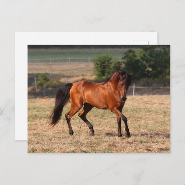 Cartão Postal Bob Langrish | Caminhada Árabe da Baía (Frente/Verso)