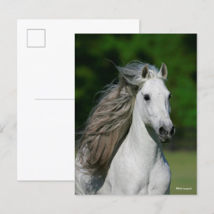 Cartão Postal Bob Langrish   Captura de cabeça da Cinza Andaluc