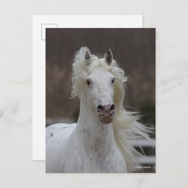 Cartão Postal Bob Langrish | Captura de cabeça da Frésia Appaloo (Frente/Verso)