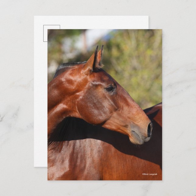 Cartão Postal Bob Langrish | Captura de cabeça de Bay Andalucian (Frente/Verso)