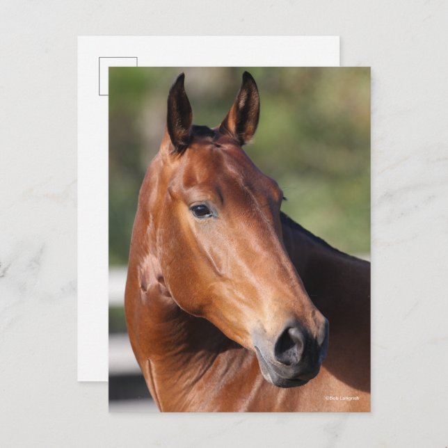 Cartão Postal Bob Langrish | Captura de cabeça de Bay Andalucian (Frente/Verso)