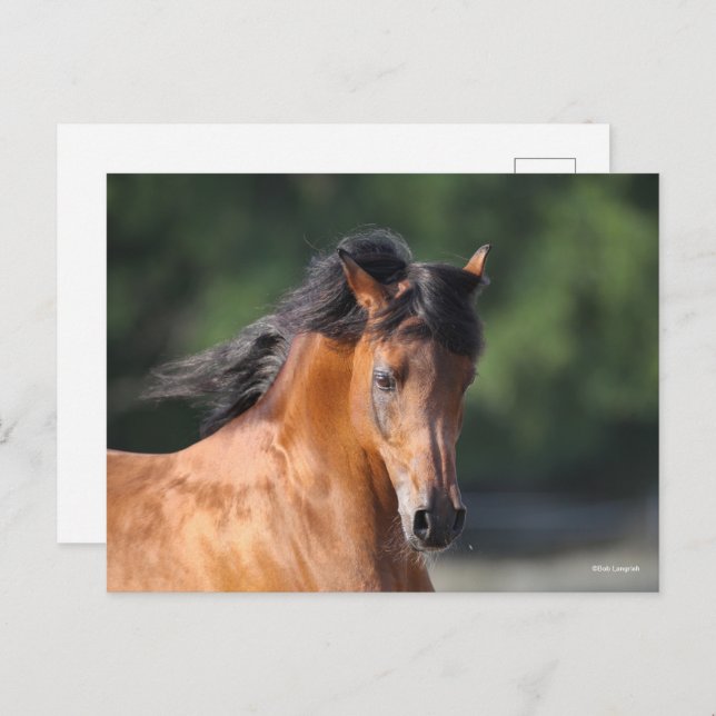 Cartão Postal Bob Langrish | Captura de cabeça de Bay Arab (Frente/Verso)