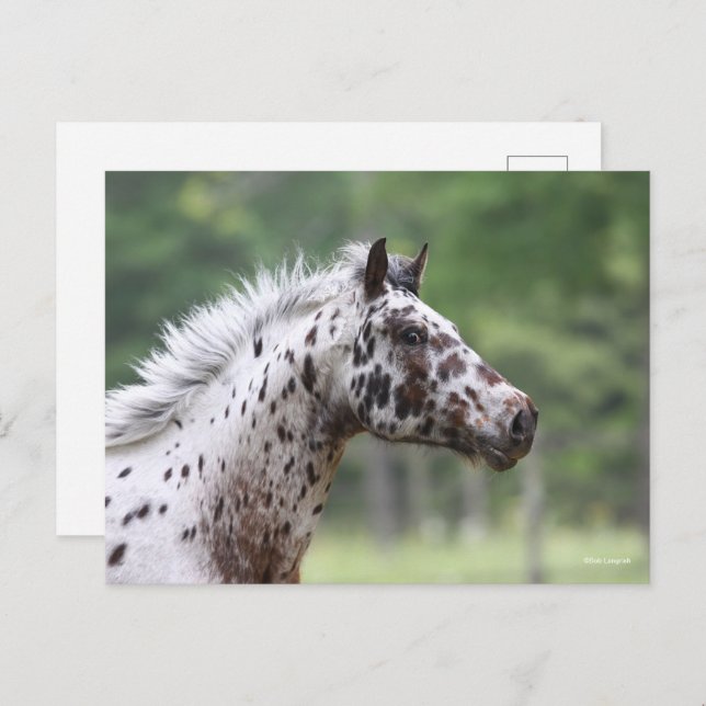 Cartão Postal Bob Langrish | Captura de Cabeça de Captura (Frente/Verso)