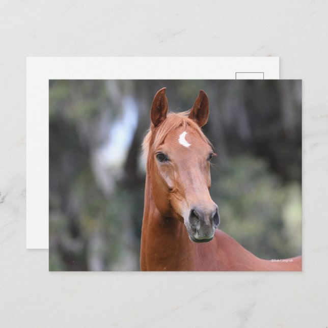Cartão Postal Bob Langrish | Captura de cabeça de Chestnut Olden (Frente/Verso)