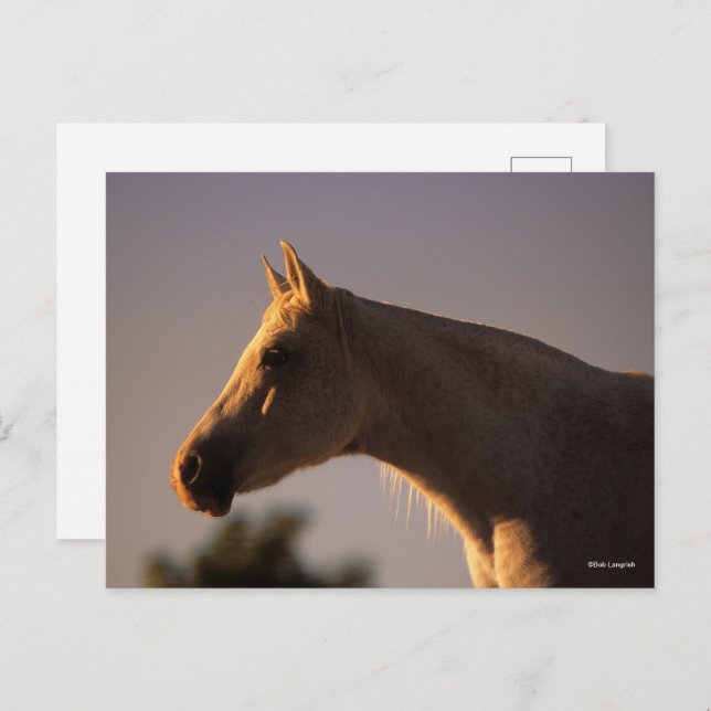 Cartão Postal Bob Langrish | Captura de cabeça de fundo árabe de (Frente/Verso)