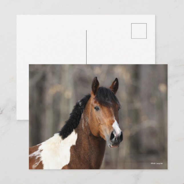 Cartão Postal Bob Langrish | Captura de cabeça de Paint Horse (Frente/Verso)