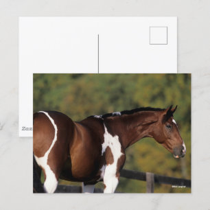 Cartão Postal Bob Langrish   Captura De Cabeça De Pinto Warmbloo