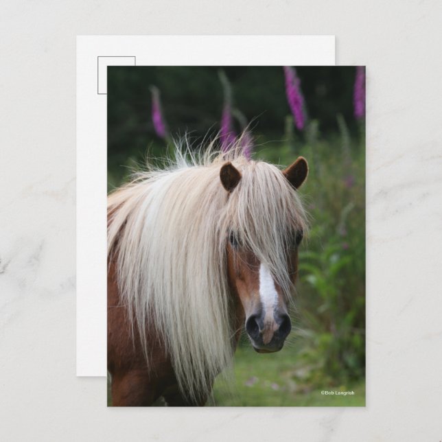 Cartão Postal Bob Langrish | Captura de cabeça de Shetland Pony  (Frente/Verso)