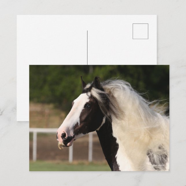 Cartão Postal Bob Langrish | Captura de cabeça do Vanner Gypsy (Frente/Verso)