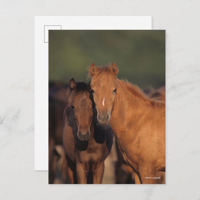 Cartão Postal Bob Langrish Caspian Pony Foals Standing Together (Frente/Verso)