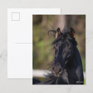 Cartão Postal Bob Langrish   Cavalo Andaluz Preto Garanhão Foto 