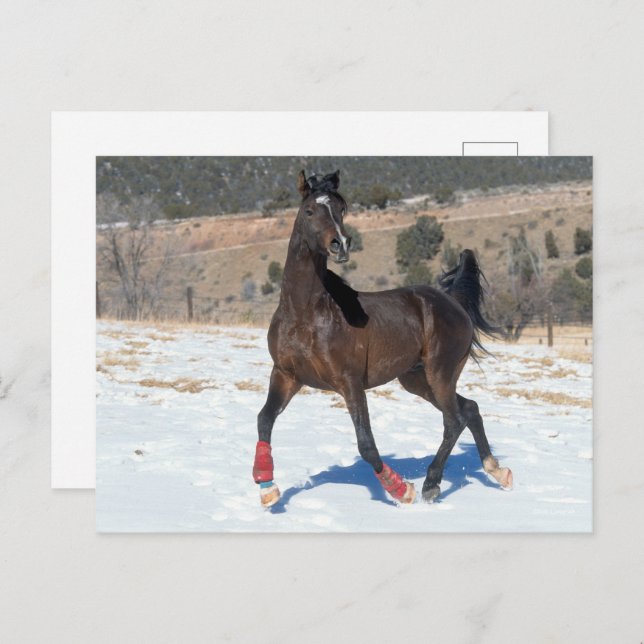 Cartão Postal Bob Langrish | Cavalo Árabe De Baía Em Neve (Frente/Verso)