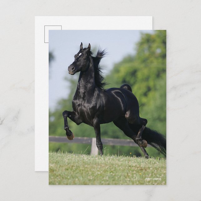Cartão Postal Bob Langrish | Cavalo de Trote Morgan Negro (Frente/Verso)