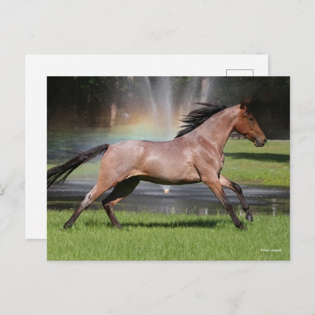 Cartão Postal Bob Langrish | Cavalo Mangalarga Correndo Arco-Íri (Frente/Verso)