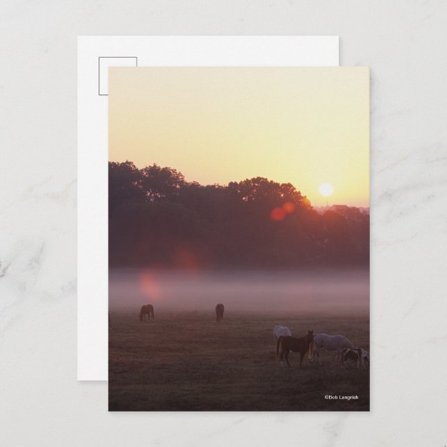 Cartão Postal Bob Langrish | Cavalos árabes arrasados no nascer  (Frente/Verso)