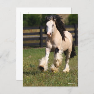 Cartão Postal Bob Langrish Champagne Color Gypsy Vanner em Execu