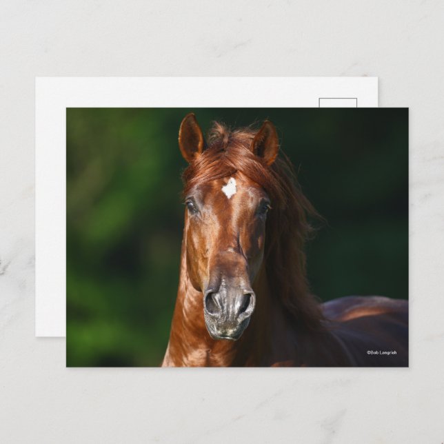 Cartão Postal Bob Langrish Chestnut Andalucian Stallion Headshot (Frente/Verso)