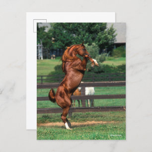 Cartão Postal Bob Langrish   Chestnut Arab Stallion Rearing