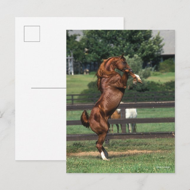 Cartão Postal Bob Langrish | Chestnut Arab Stallion Rearing (Frente/Verso)