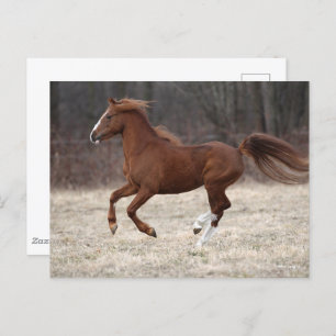 Cartão Postal Bob Langrish   Chestnut Hackney Pony Running