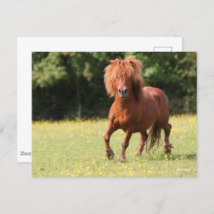 Cartão Postal Bob Langrish   Chestnut Shetland Pony Stallion