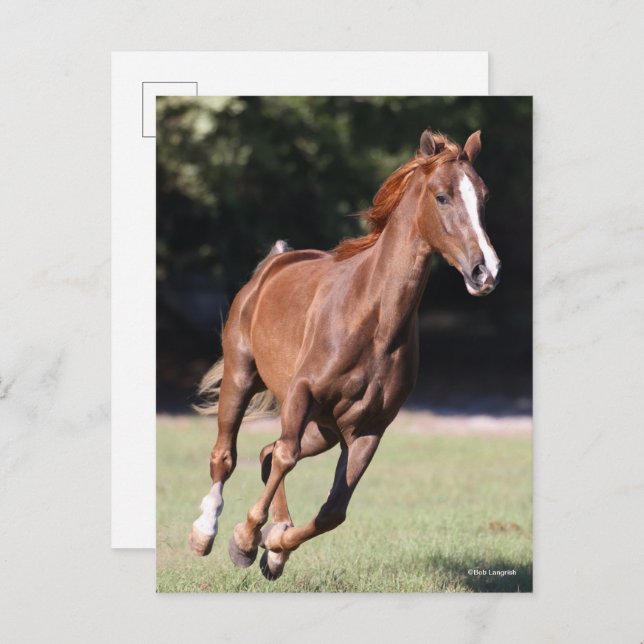 Cartão Postal Bob Langrish | Chestnut Tennessee Walker Runker (Frente/Verso)