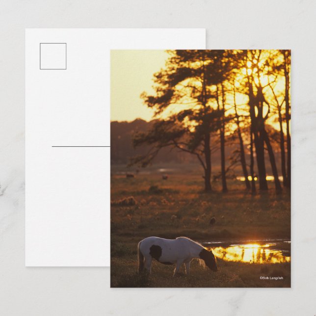 Cartão Postal Bob Langrish Chincoteague Horse Grazing No Sunset (Frente/Verso)