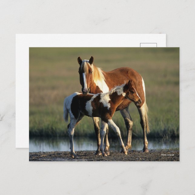 Cartão Postal Bob Langrish | Chincoteague Mare e Foal Permanente (Frente/Verso)