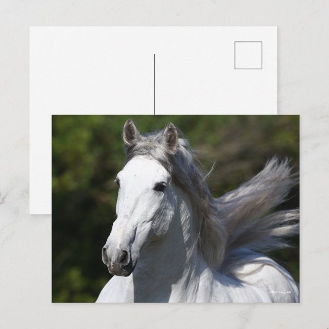 Cartão Postal Bob Langrish | Cinza Andalucian Stallion Captura (Frente/Verso)