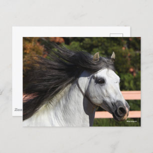 Cartão Postal Bob Langrish   Cinza Andalucian Stallion Captura d