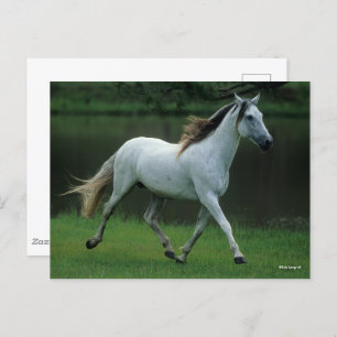 Cartão Postal Bob Langrish   Cinza Andalucian Stallion Running