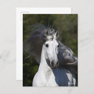 Cartão Postal Bob Langrish Cinza Andaluciano com o título Mane F