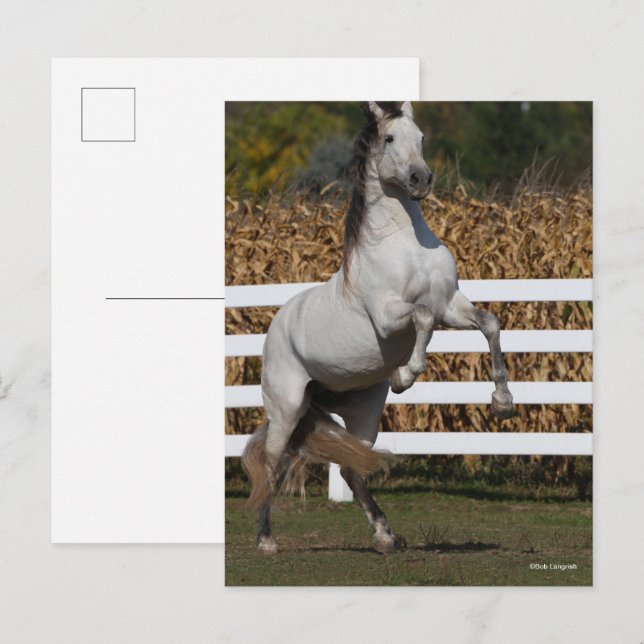 Cartão Postal Bob Langrish | Cinza Andaluciano Estallion Rearing (Frente/Verso)