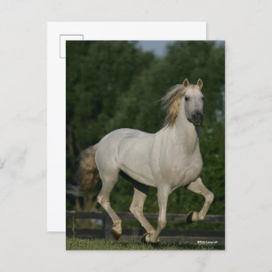 Cartão Postal Bob Langrish   Cinza Andaluzia em Execução