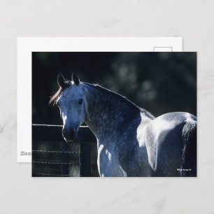 Cartão Postal Bob Langrish   Cinza de ananás com retroiluminação