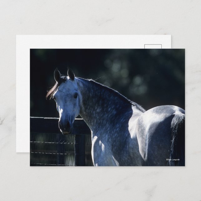 Cartão Postal Bob Langrish | Cinza de ananás com retroiluminação (Frente/Verso)