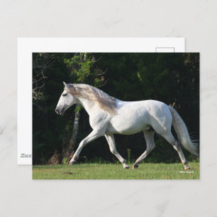 Cartão Postal Bob Langrish   Cinza Lusitano Stallion