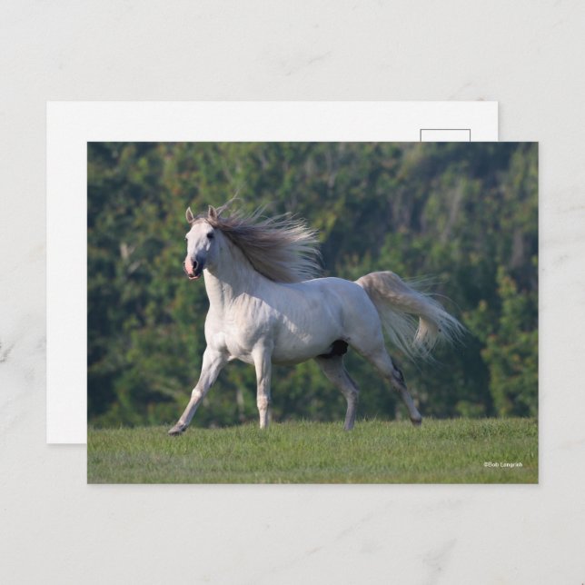Cartão Postal Bob Langrish | Cinza Lusitano Stallion Running (Frente/Verso)