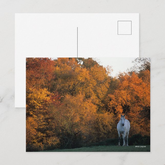 Cartão Postal Bob Langrish Cinza Warmblood Horse no outono (Frente/Verso)