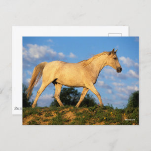 Cartão Postal Bob Langrish   Cinzas árabes a andar