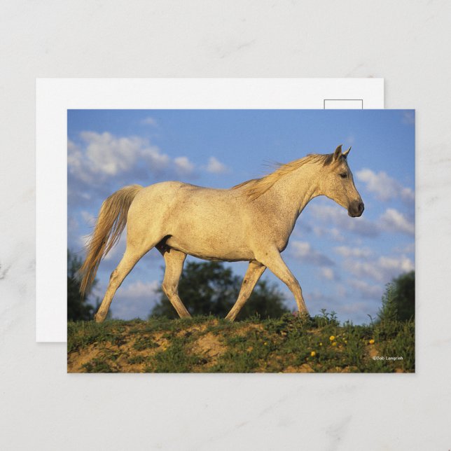 Cartão Postal Bob Langrish | Cinzas árabes a andar (Frente/Verso)