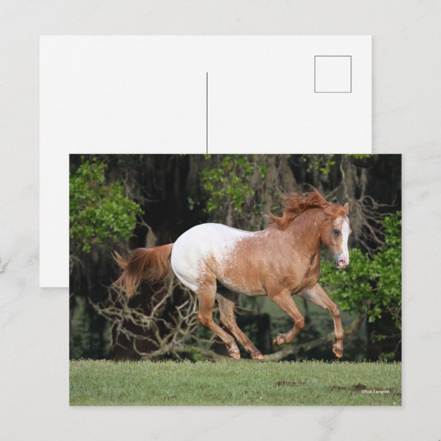 Cartão Postal Bob Langrish | Corrente Appaloosa (Frente/Verso)