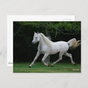 Cartão Postal Bob Langrish Corrente Árabe Cinza