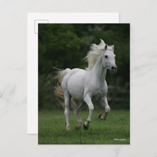 Cartão Postal Bob Langrish | Corrente Árabe Cinza (Frente/Verso)