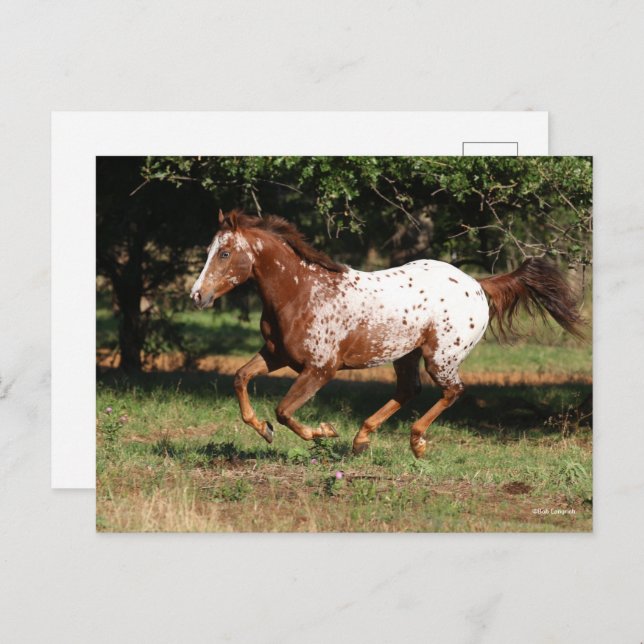 Cartão Postal Bob Langrish | Corrente de Cavalo Appaloosa (Frente/Verso)