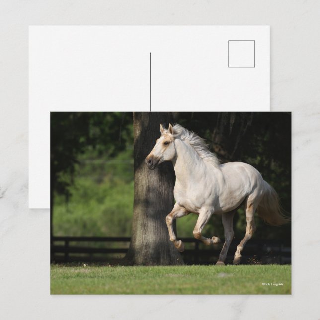 Cartão Postal Bob Langrish | Corrente de cavalos de Lusitano (Frente/Verso)