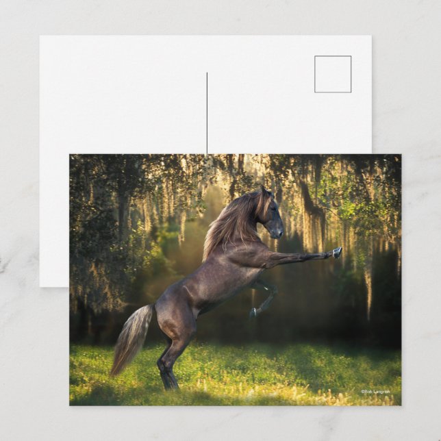 Cartão Postal Bob Langrish | Criação de Cavalos de Montanha Roch (Frente/Verso)