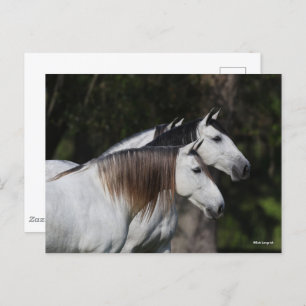 Cartão Postal Bob Langrish   Dois Andaluianos Juntos