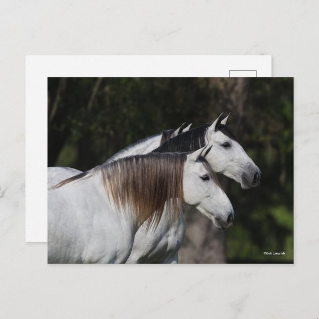 Cartão Postal Bob Langrish | Dois Andaluianos Juntos (Frente/Verso)